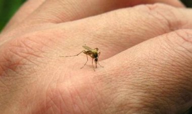 Minas Gerais registra primeira morte por febre amarela em 2025