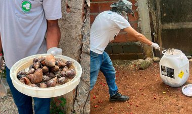 Aparições de caramujo em Sete Lagoas: saiba como proceder