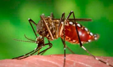 Número de casos de dengue e chikungunya em Sete Lagoas são revisados