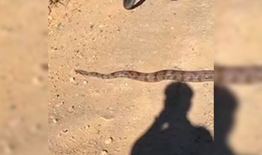 Porque apareceram tantas cobras na última semana em Sete Lagoas?