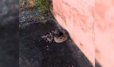 Planalto é o bairro de Sete Lagoas com maior captura de cobras, segundo Bombeiros