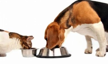 ONG de Sete Lagoas pede doação de rações para 350 animais