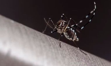 Secretaria atualiza número de casos de dengue e chikungunya em Sete Lagoas