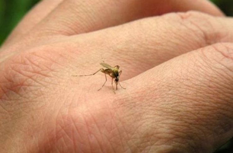 Minas Gerais registra primeira morte por febre amarela em 2025