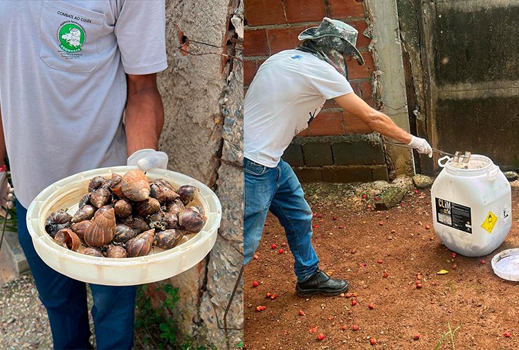 Aparições de caramujo em Sete Lagoas: saiba como proceder