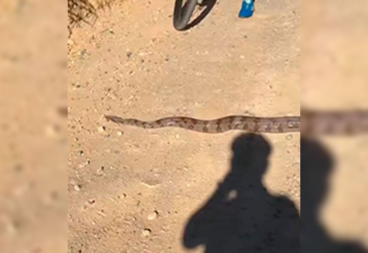 Porque apareceram tantas cobras na última semana em Sete Lagoas?