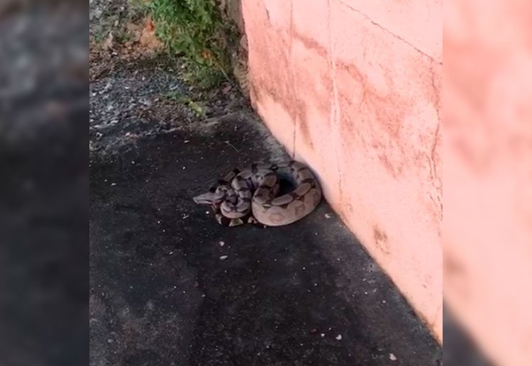 Planalto é o bairro de Sete Lagoas com maior captura de cobras, segundo Bombeiros