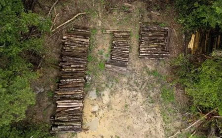 A estrada construída para a COP30 em Belém que vai desmatar a Amazônia