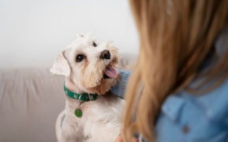 Feiras de adoção de cães acontecem no próximo fim de semana em Sete Lagoas
