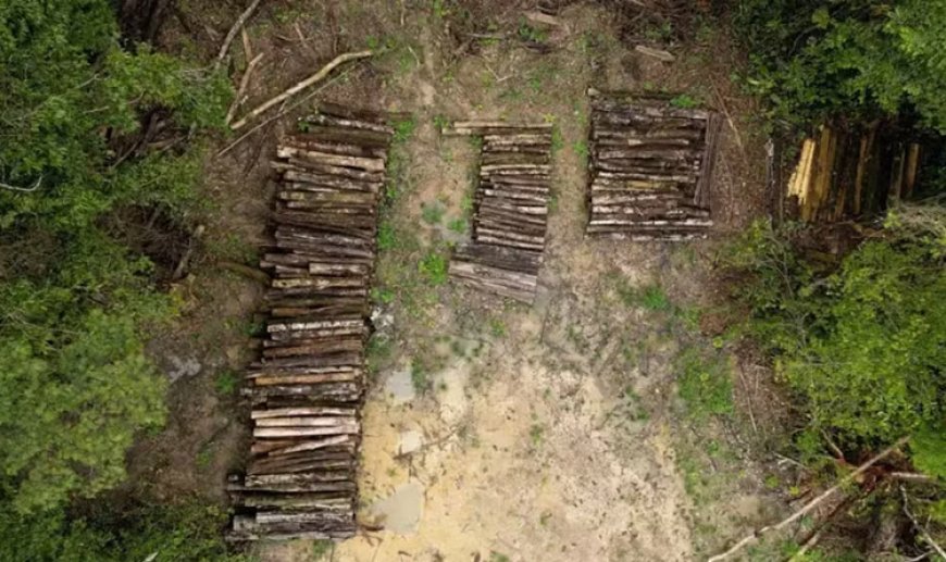 A estrada construída para a COP30 em Belém que vai desmatar a Amazônia