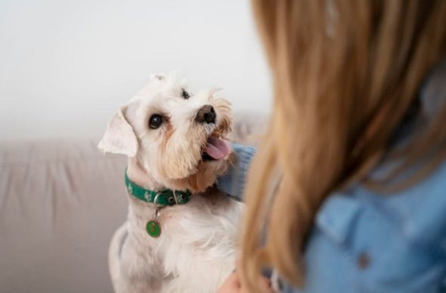 Feiras de adoção de cães acontecem no próximo fim de semana em Sete Lagoas