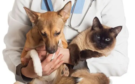 Sete Lagoas abre inscrições para castração gratuita de cães e gatos