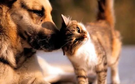 Cães e gatos agora podem ter um RG Animal; veja como fazer