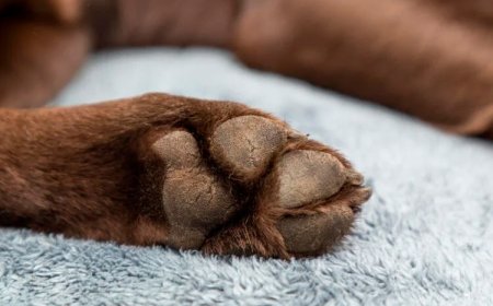 Acontece neste sábado mais uma edição da Feira de Adoção Pet no Shopping Sete Lagoas