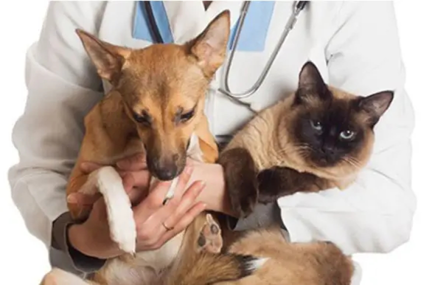 Sete Lagoas abre inscrições para castração gratuita de cães e gatos