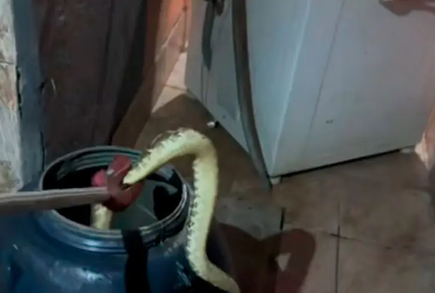 Bombeiros capturam cascavel debaixo de máquina de lavar em Sete Lagoas