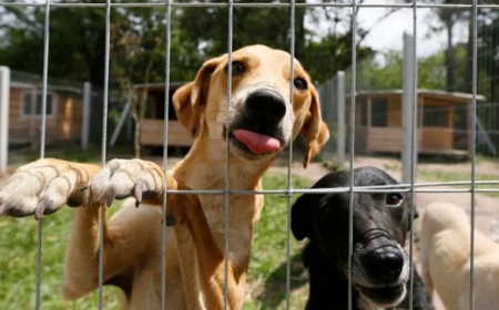 Lei estadual prevê multa de até R$ 5 mil para quem mantiver animais presos por correntes