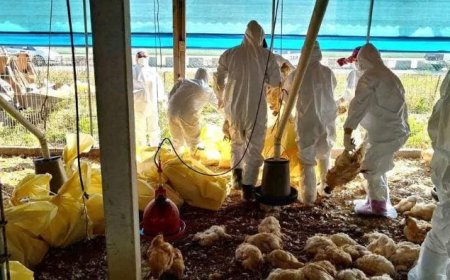 Minas Gerais anuncia descarte de 450 toneladas de ovos após confirmação de gripe aviária no país