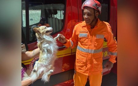 Cachorro é resgatado durante combate a incêndio residencial no bairro Esperança, em Sete Lagoas