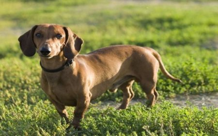 Acontece neste sábado (31) encontro de Bassets salsichinhas no Shopping Sete Lagoas