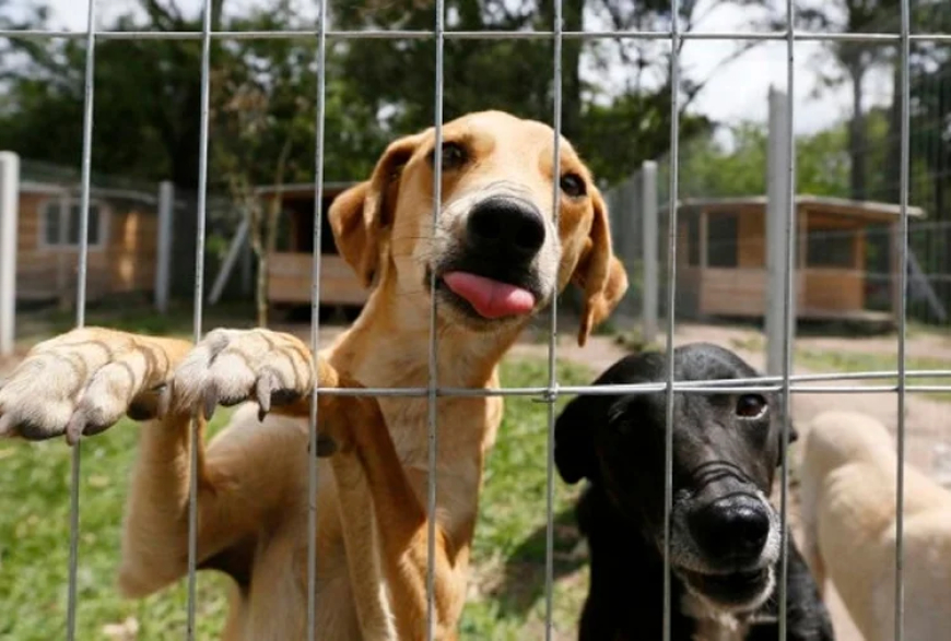 Lei estadual prevê multa de até R$ 5 mil para quem mantiver animais presos por correntes