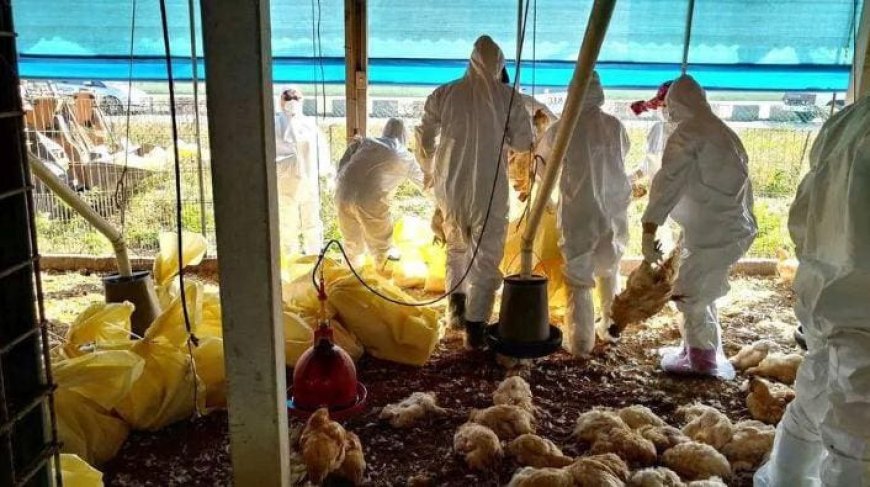 Minas Gerais anuncia descarte de 450 toneladas de ovos após confirmação de gripe aviária no país