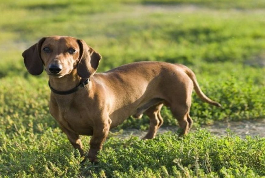 Acontece neste sábado (31) encontro de Bassets salsichinhas no Shopping Sete Lagoas
