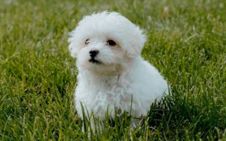 Família do bairro Progresso procura por cadelinha desaparecida