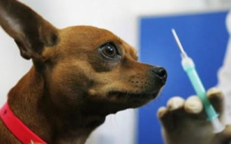 Prefeitura divulga data para campanha de vacinação antirrábica em Sete Lagoas