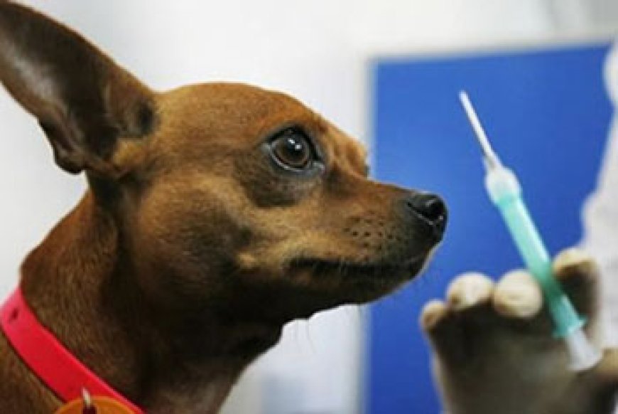 Prefeitura divulga data para campanha de vacinação antirrábica em Sete Lagoas