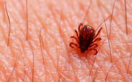 Estado investiga morte de adolescente por febre maculosa em Matozinhos