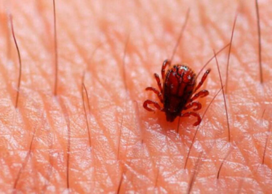 Estado investiga morte de adolescente por febre maculosa em Matozinhos