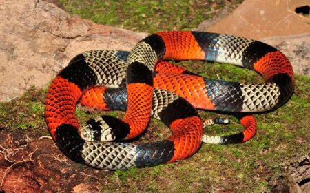 Cobra-coral ‘falsa’ gera susto e mobiliza Bombeiros em Sete Lagoas