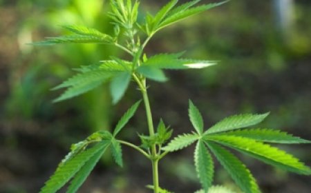 PM prende dupla envolvida no tráfico que fumava maconha perto de criança em Sete Lagoas