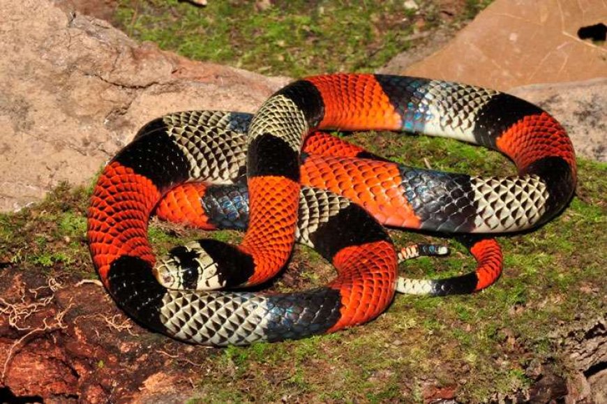 Cobra-coral ‘falsa’ gera susto e mobiliza Bombeiros em Sete Lagoas