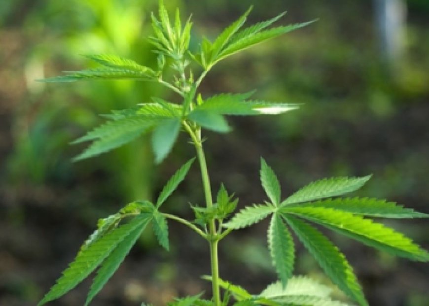 PM prende dupla envolvida no tráfico que fumava maconha perto de criança em Sete Lagoas