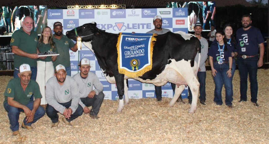 Sete Lagoas no topo do agro mundial: vaca de criador local quebra recorde da raça Girolando