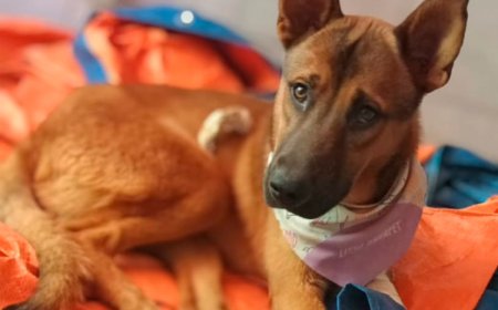 Crianças acionam Polícia Militar e cão vítima de maus-tratos é resgatado em Sete Lagoas