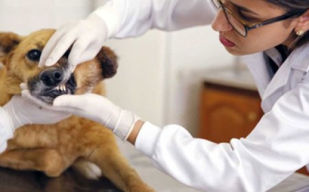 Prefeitura de Sete Lagoas abre processo seletivo para contratação de médico veterinário