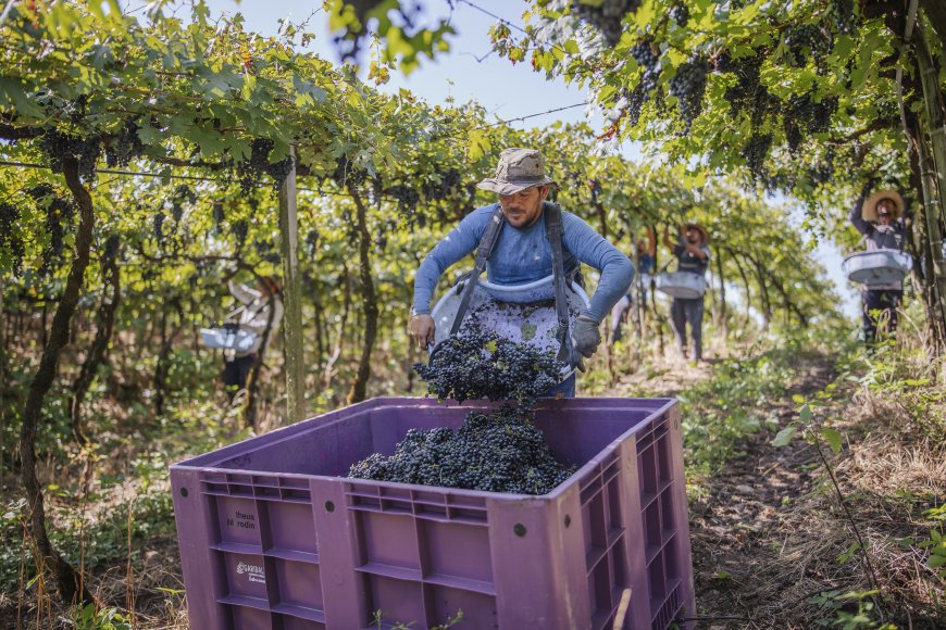 Cooperativa Vinícola Garibaldi celebra 95 anos cultivando união, propósito e inovação
