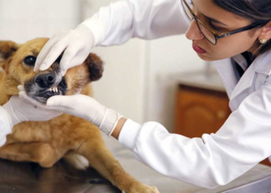 Prefeitura de Sete Lagoas abre processo seletivo para contratação de médico veterinário