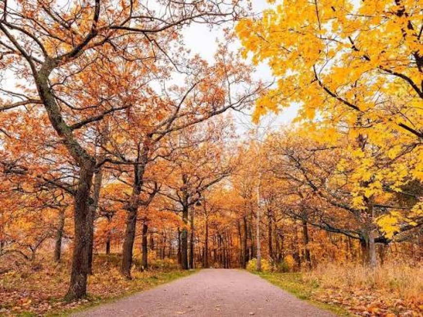 Outono começa amanhã: veja como vai ser a estação