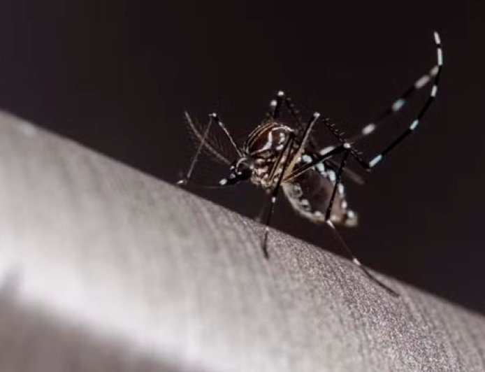 Casos de dengue explodem em Minas e chegam a 17,8 mil;