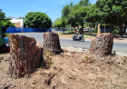 Supressão irregular de árvores: Prefeitura busca responsáveis por corte ilegal na Av. Villa-Lobos