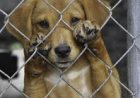 Homem é preso por maus-tratos a cachorro em Sete Lagoas