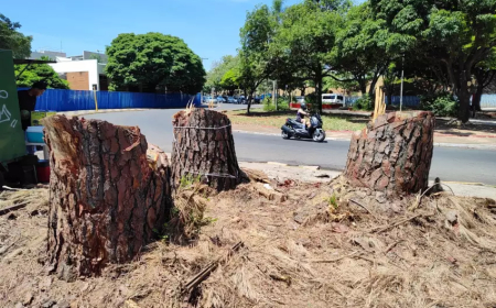 Supressão irregular de árvores: Prefeitura busca responsáveis por corte ilegal na Av. Villa-Lobos