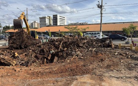 Prefeitura conclui supressão de Ficus elastica e realizará plantio de substituição