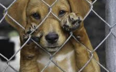 Homem é preso por maus-tratos a cachorro em Sete Lagoas