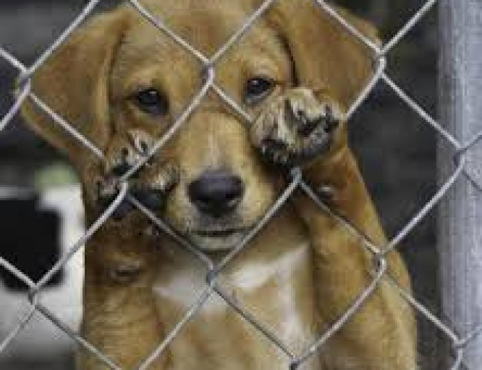 Homem é preso por maus-tratos a cachorro em Sete Lagoas