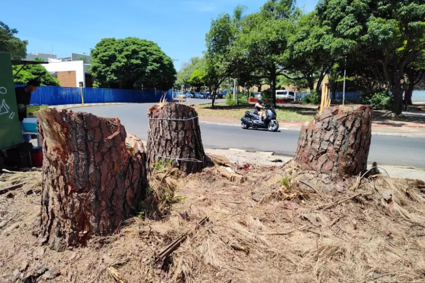Supressão irregular de árvores: Prefeitura busca responsáveis por corte ilegal na Av. Villa-Lobos
